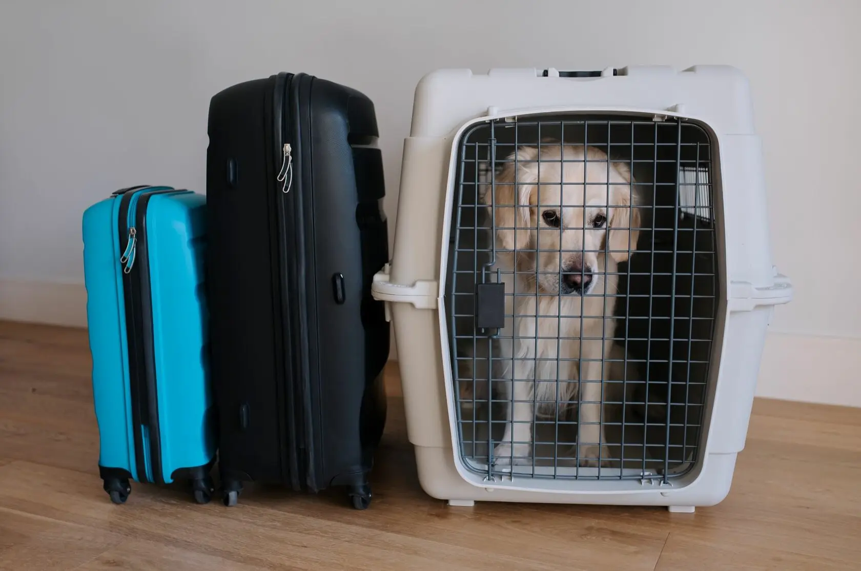 Transportation of animals